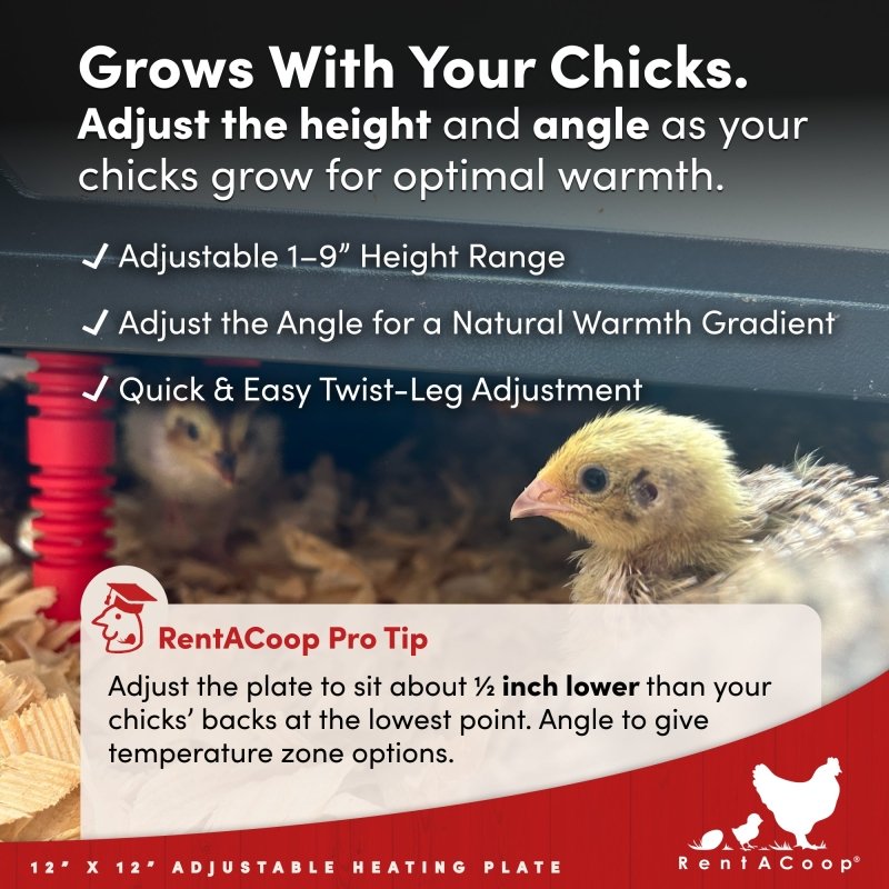 RentACoop 12x12” Adjustable Heating Plate with Hard Anti-Roost Cone Set and Removable Comfort Feathers - Chick Brooder Heat Plate Warms Up to 20 Chicks