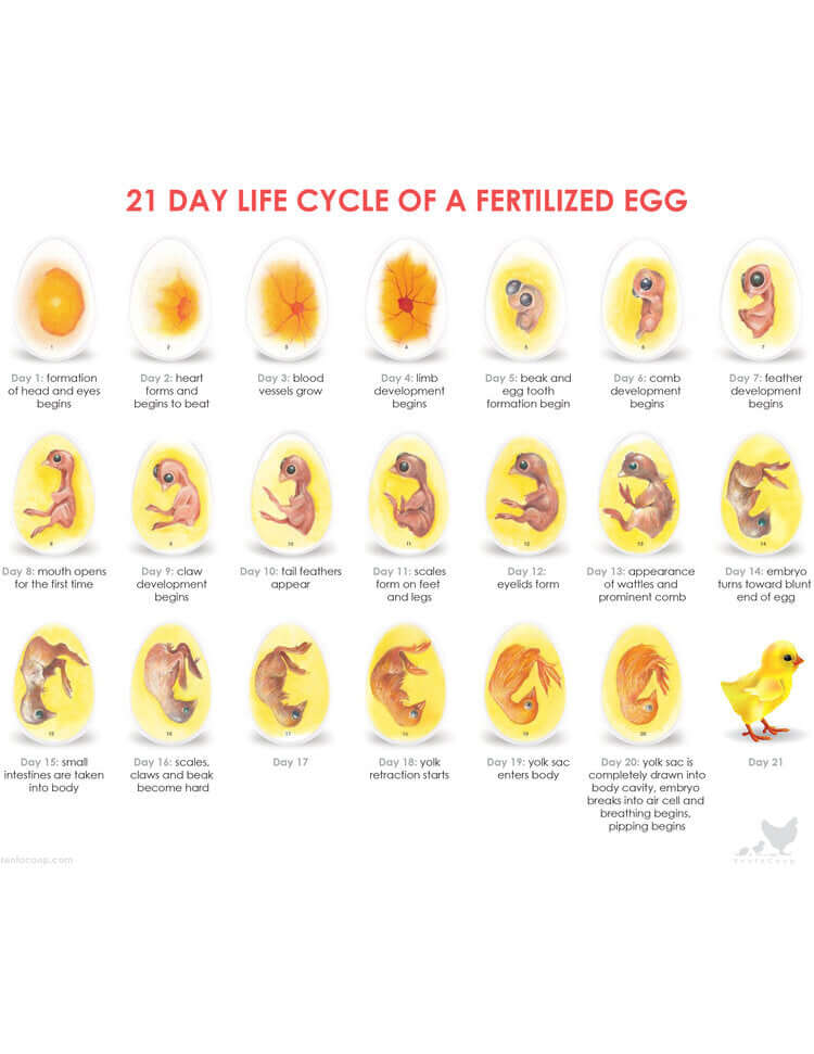 Life Cycle Of A Chicken Egg