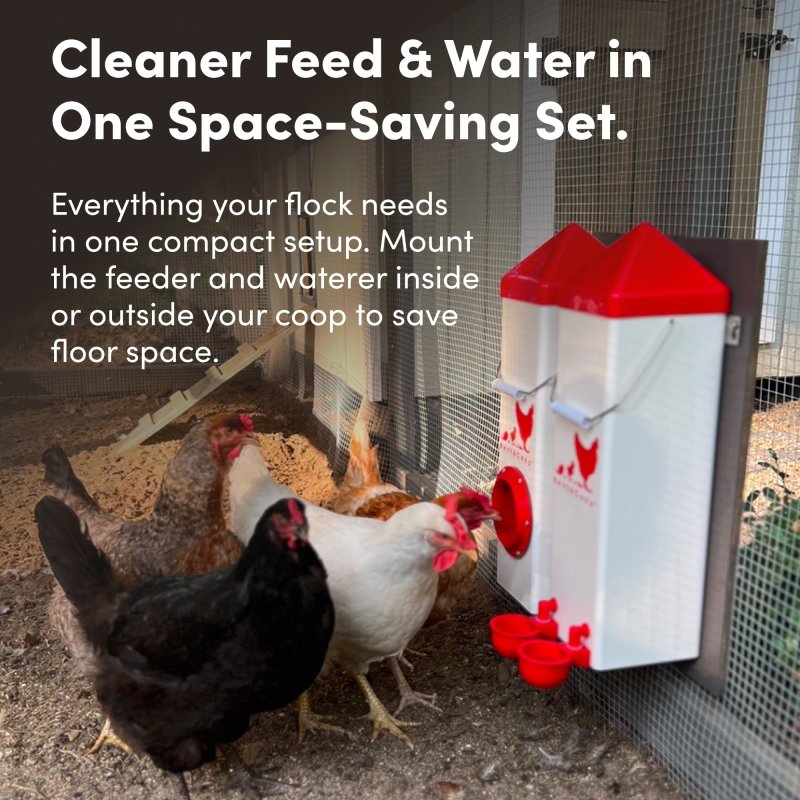 Twin Cup Chicken Waterer & Feeder Set 10lbs/2Gal | RentACoop
