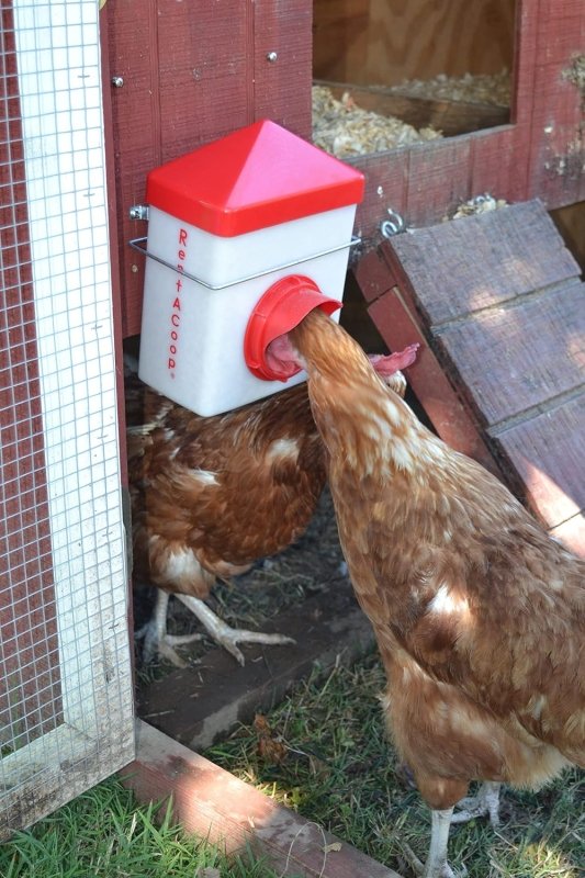 2.5lb Chick2Chicken BPA-Free Chicken Feeder