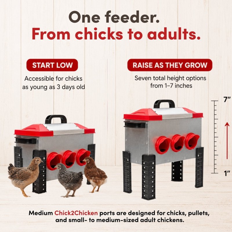 RentACoop 15lb Metal Chick2Chicken Feeder with 6 Ports