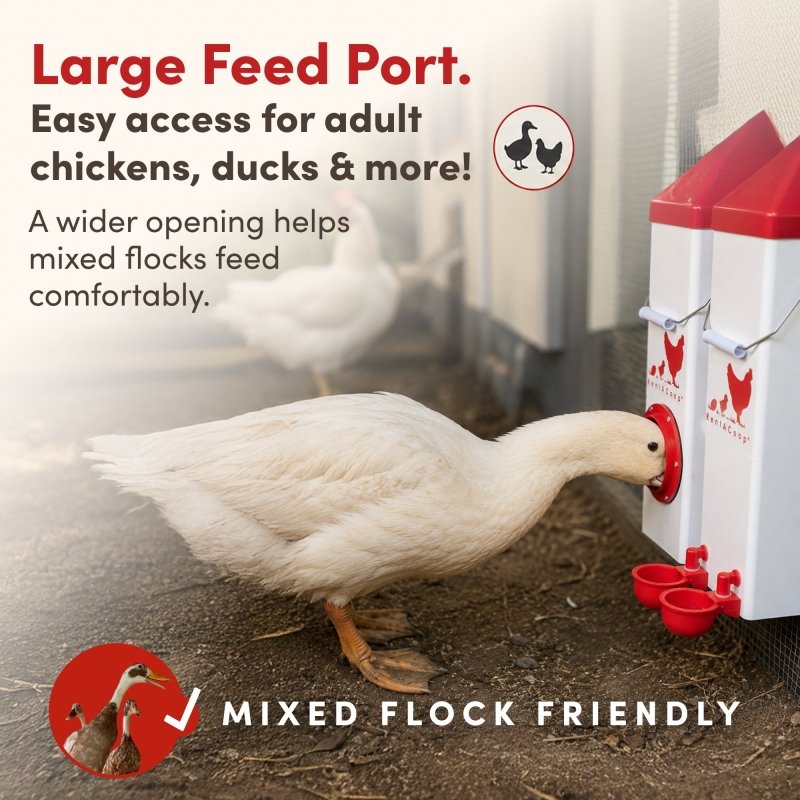 RentACoop 鶏用フィーダー ホワイト BPA-Free Single-Port Chicken Feeder | RentACoop