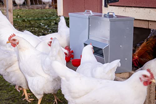 Galvanized Chicken Tough Feeder, Weatherproof Poultry Food Dispenser with Lid - 50lb