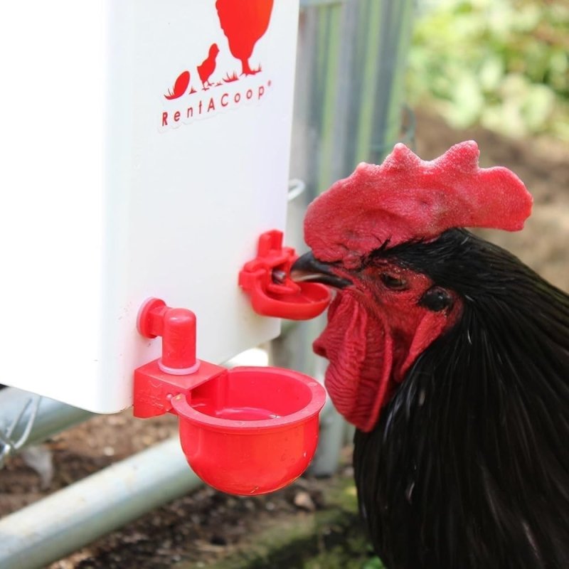 1 Gallon PVC Chicken Waterer | Chick Supplies | RentACoop