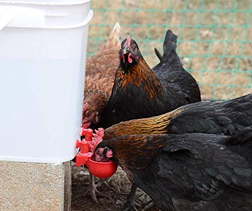 Automatic Chicken Water Cup Waterer Kit for Poultry 2-Pack