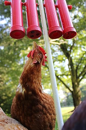 Engage Your Flock RentACoop Chicken Treat Dispenser - Main Image