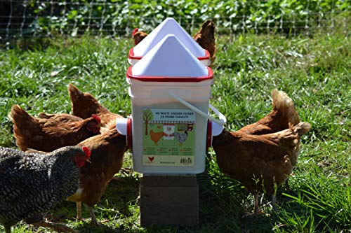 RentACoop 20lb BPA-Free Chicken Feeder with Large Ports - Includes Lid, Anti-Roost Cone, Ports, Rain Hoods - Suitable for 12 Week Old Chickens/Older and Adult Chickens - RentACoop
