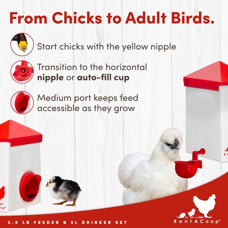 2.5 Pound Chick2Chicken Medium Port Feeder and 64 Ounce (2 Liter) Drinker Set