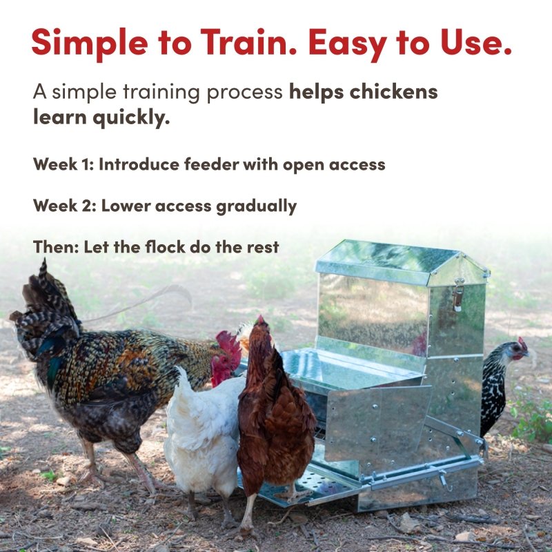 RentACoop 40 lb Automatic Treadle Chicken Feeder