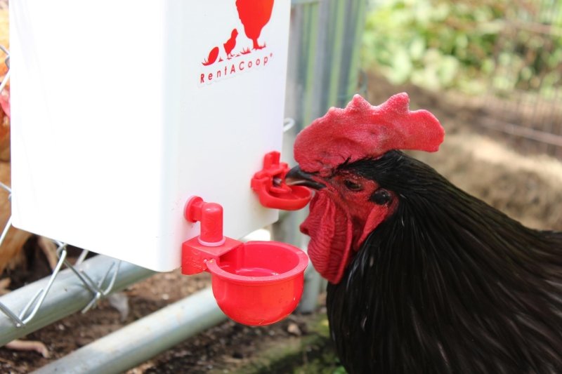 1 Gallon Chicken Waterer with 2 Auto-Fill Cups, Horizontal Nipples and Anti-Roost Cone