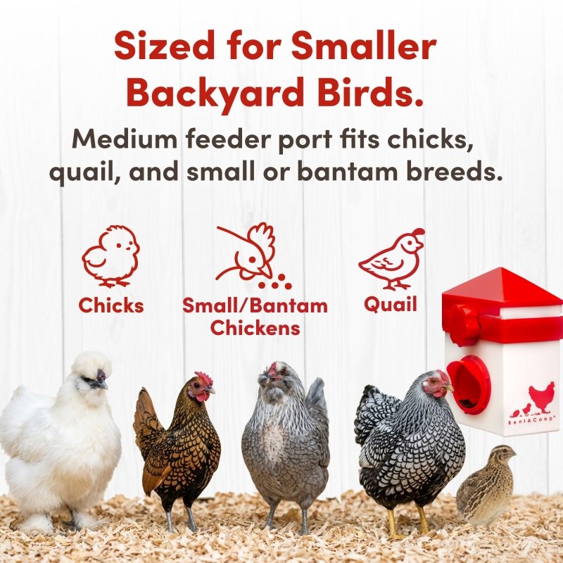 Chicken Feeder with Anti-Roost Lid, Slider Port Cover | RentACoop