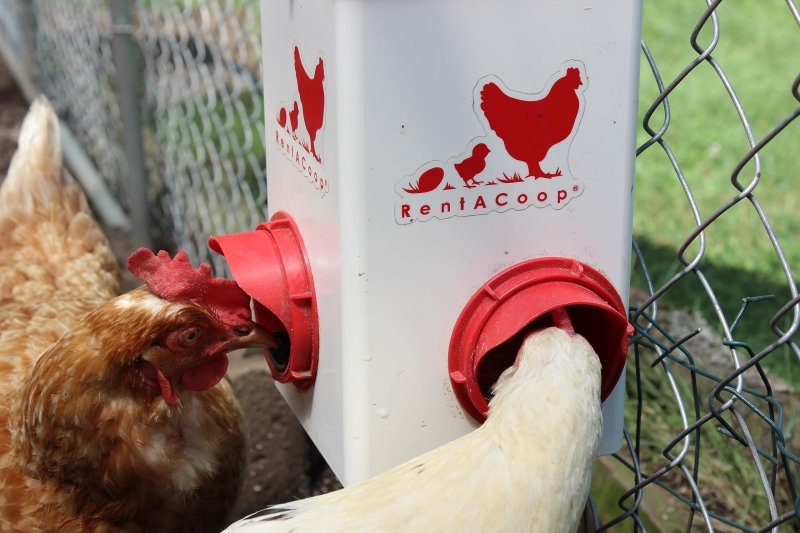 Chick2Chicken 5lb 2-Port Chicken Feeder and 1-Gal Small Cage Waterer Set