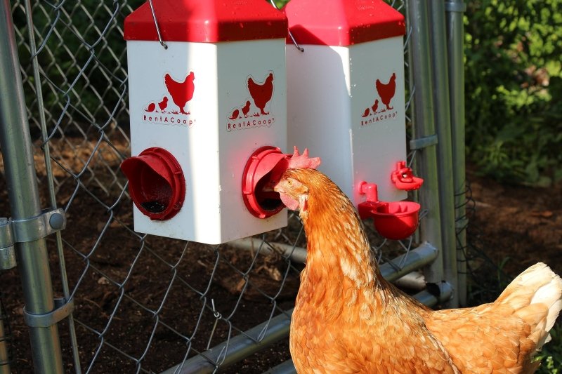 Chick2Chicken 5lb 2-Port Chicken Feeder and 1-Gal Small Cage Waterer Set