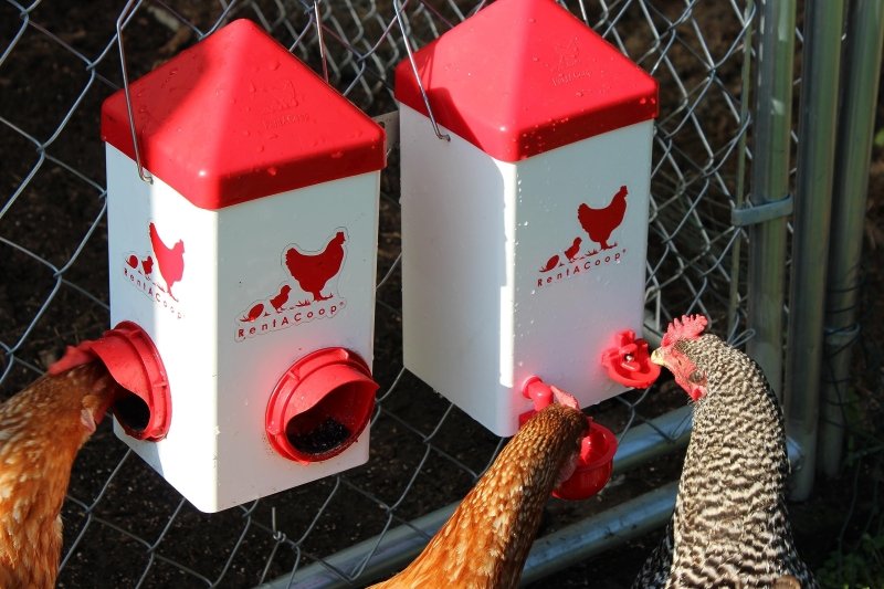 Chick2Chicken 5lb 2-Port Chicken Feeder and 1-Gal Small Cage Waterer Set