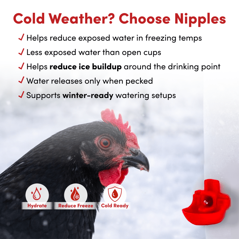 RentACoop 32oz(1L) Drinker Plus 2 Versatile Nipples - Suitable for Chicks, Quail, Pigeons, Doves, and Other Smaller Birds