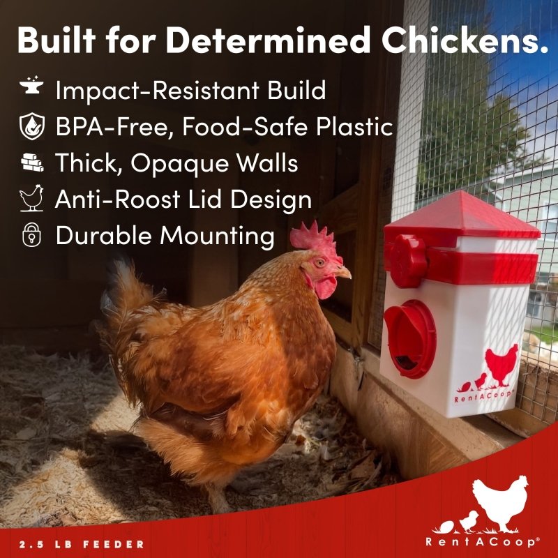 Chicken Feeder with Anti-Roost Lid, Slider Port Cover | RentACoop