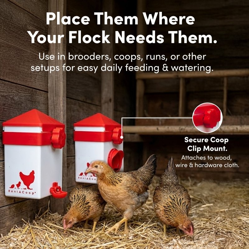 RentACoop 2.5 Pound Chick2Chicken Medium Port Feeder and 64 Ounce (2 Liter) Drinker Set for Chicks, Chickens, Quail, and Other Small Birds