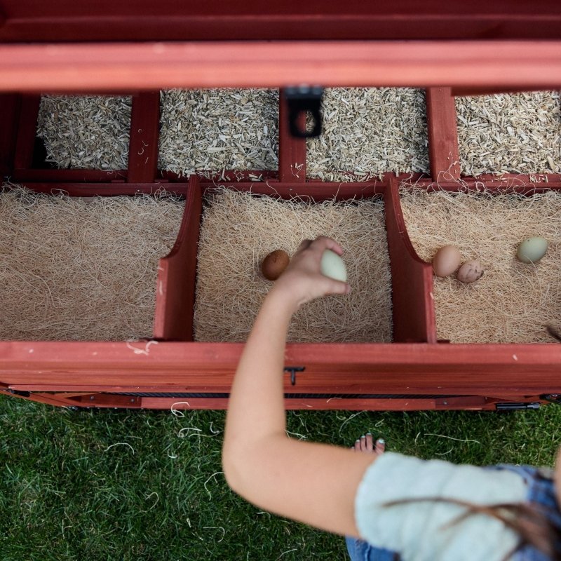 Chicken Coop for 10 Chickens – Rhode Island Homestead Coop with Run Extension Options