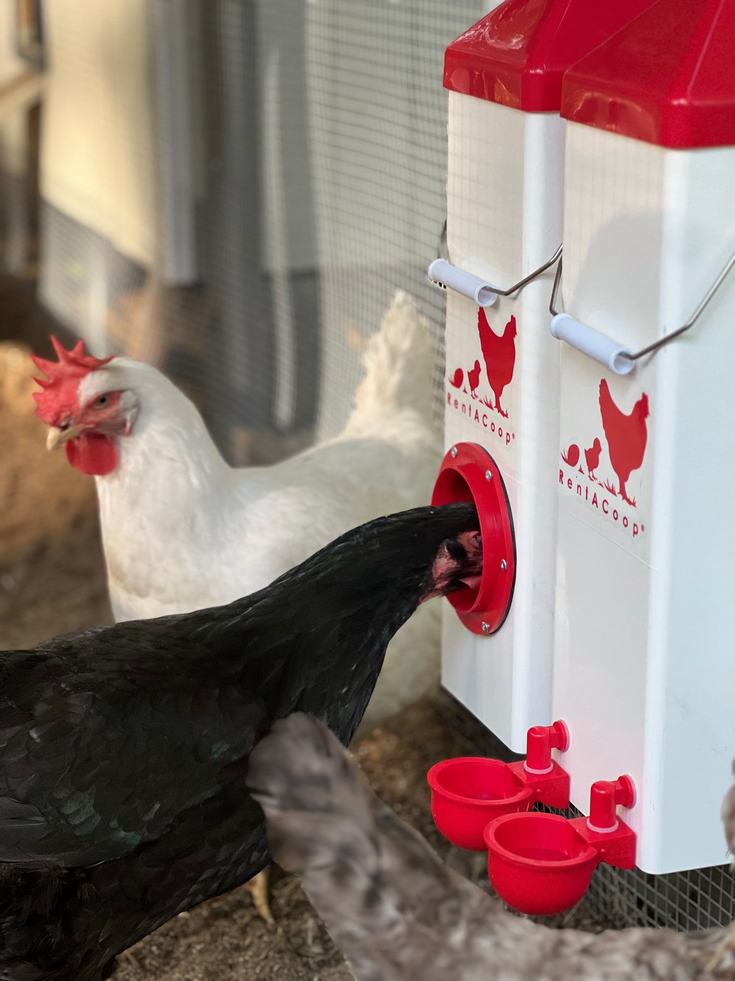 BPA-Free Single-Port Chicken Feeder -10lb Capacity