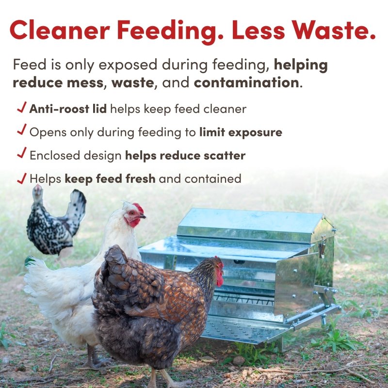 How to Keep Mice And Rats Out of Your Chicken Feed Automatically