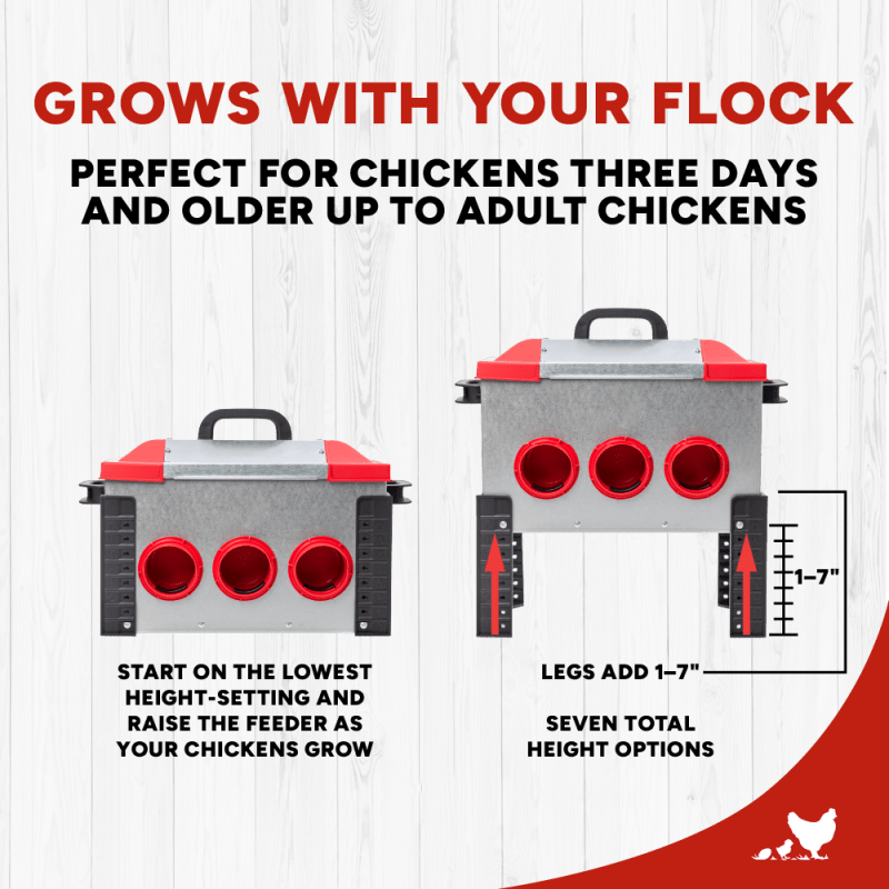 RentACoop 15lb Metal Chick2Chicken Feeder with 6 Ports