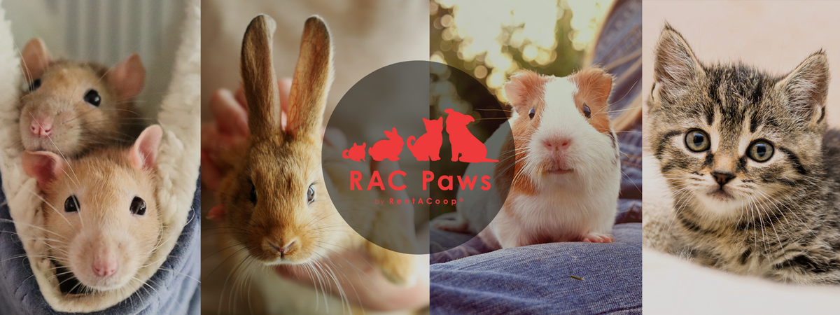 Animalul Rac Small Animal Feeders, Waterers, and Supplies | RAC Paws – RentACoop