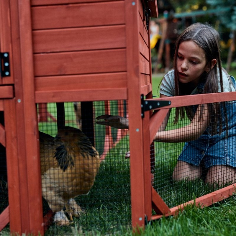 Chicken Coop for 10 Chickens – Rhode Island Homestead Coop with Run Extension Options