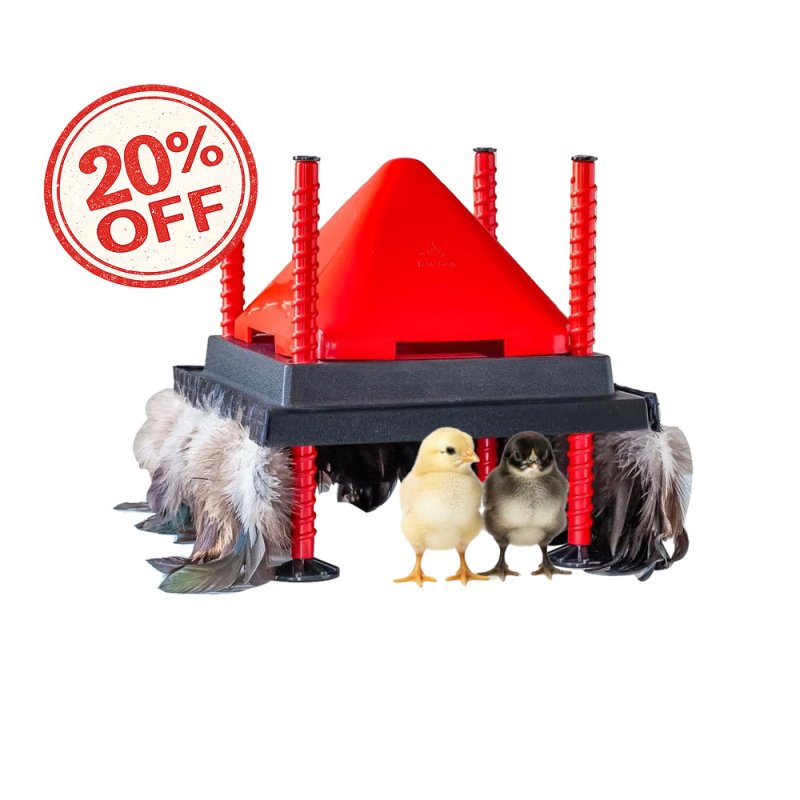 RentACoop 10x10” Heating Plate with Hard Anti-Roost Cone Set and Removable Comfort Feathers – Chick Brooder Heat Plate Warms Up to 15 Chicks