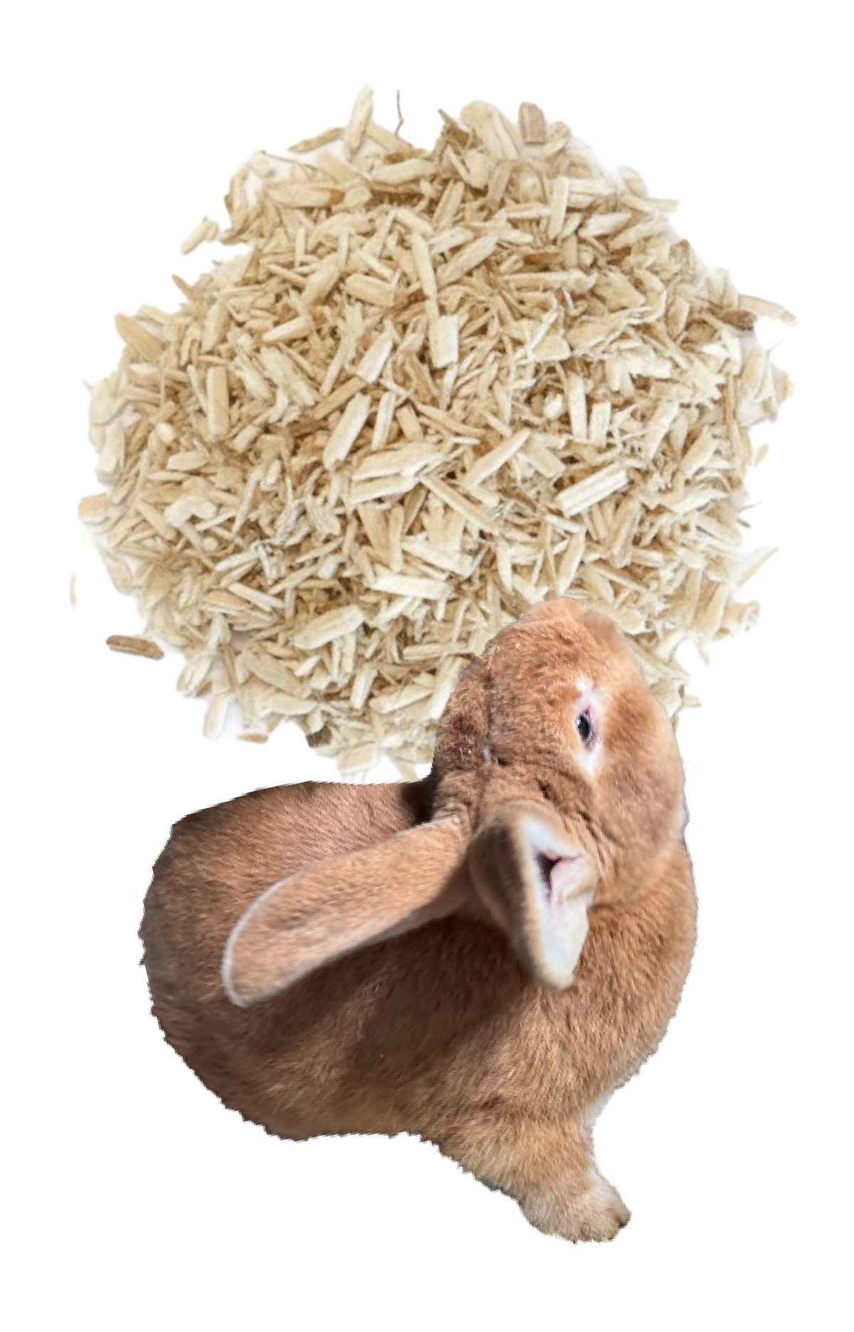 Brown lop-eared rabbit beside hemp bedding