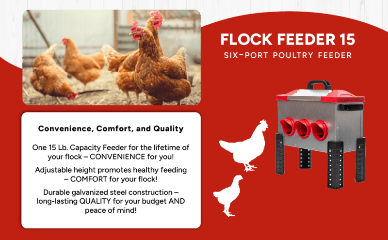 RentACoop 15lb Metal Chick2Chicken Feeder with 6 Ports