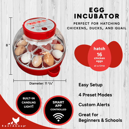 RentACoop Big Red Barn Set and Incubator Bundle