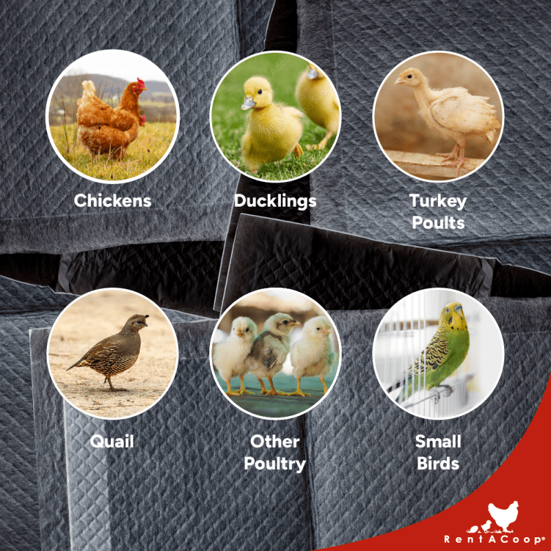 RentACoop Hatchling Liners for Little Red Barn Pack of 12 - Odor-Control Chick Brooder Pads