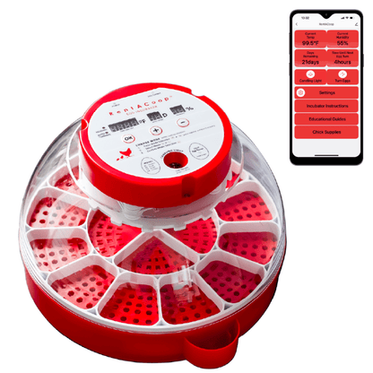 RentACoop Big Red Barn Set and Incubator Bundle