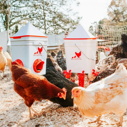 RentACoop Brahma Starter Bundle 1