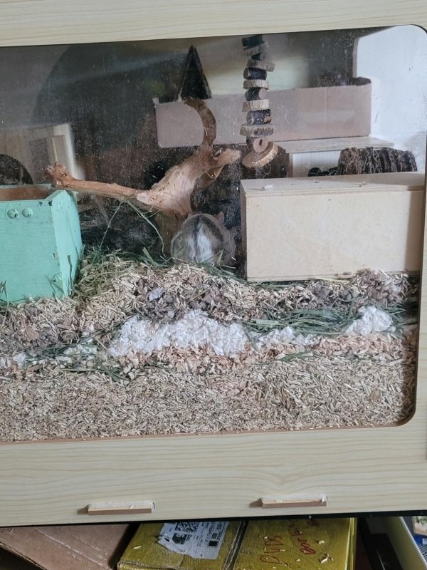 Hamster habitat using hemp bedding and hay