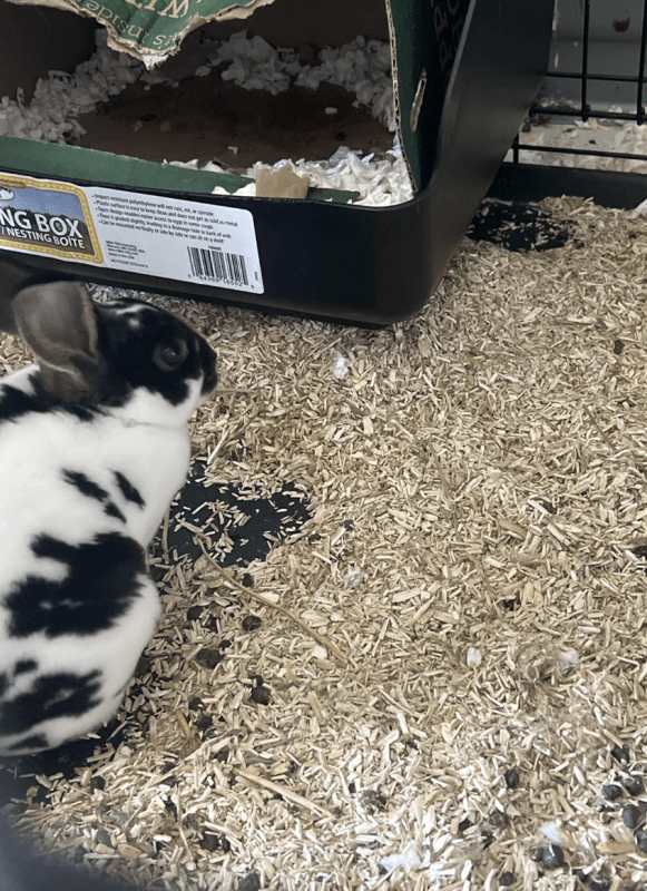 Black-and-white rabbit in a habitat using hemp bedding
